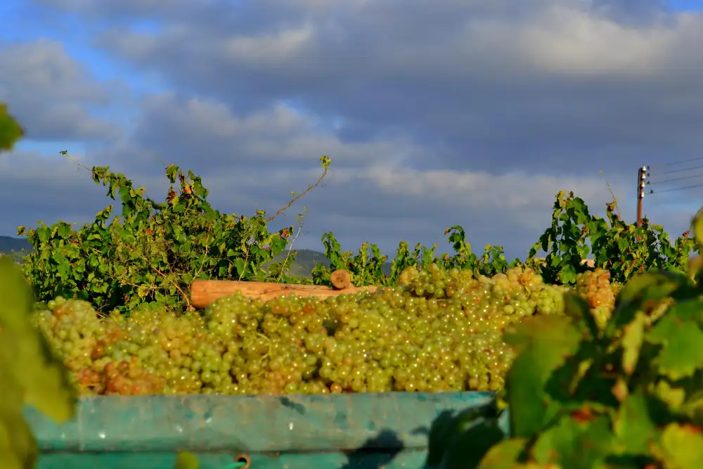 Vendimia de la variedad xarel·lo en el Penedès, la comarca vitivinícola vecina de Vilanova i la Geltrú